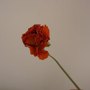 Dried flower orange flower ,home decor materials,