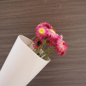 Helichrysum bracteatum，dried flower, purple color