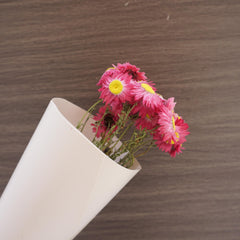 Helichrysum bracteatum，dried flower, purple color