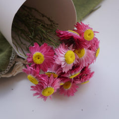Helichrysum bracteatum，dried flower, purple color