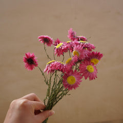Helichrysum bracteatum，dried flower, purple color