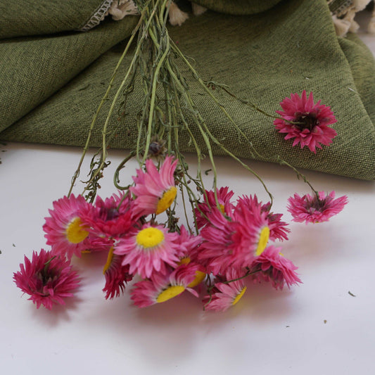 Helichrysum bracteatum，dried flower, purple color