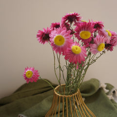 Helichrysum bracteatum，dried flower, purple color
