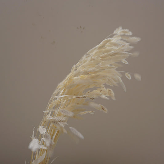 Chasmanthium latifolium，dried flower