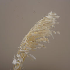 Chasmanthium latifolium，dried flower