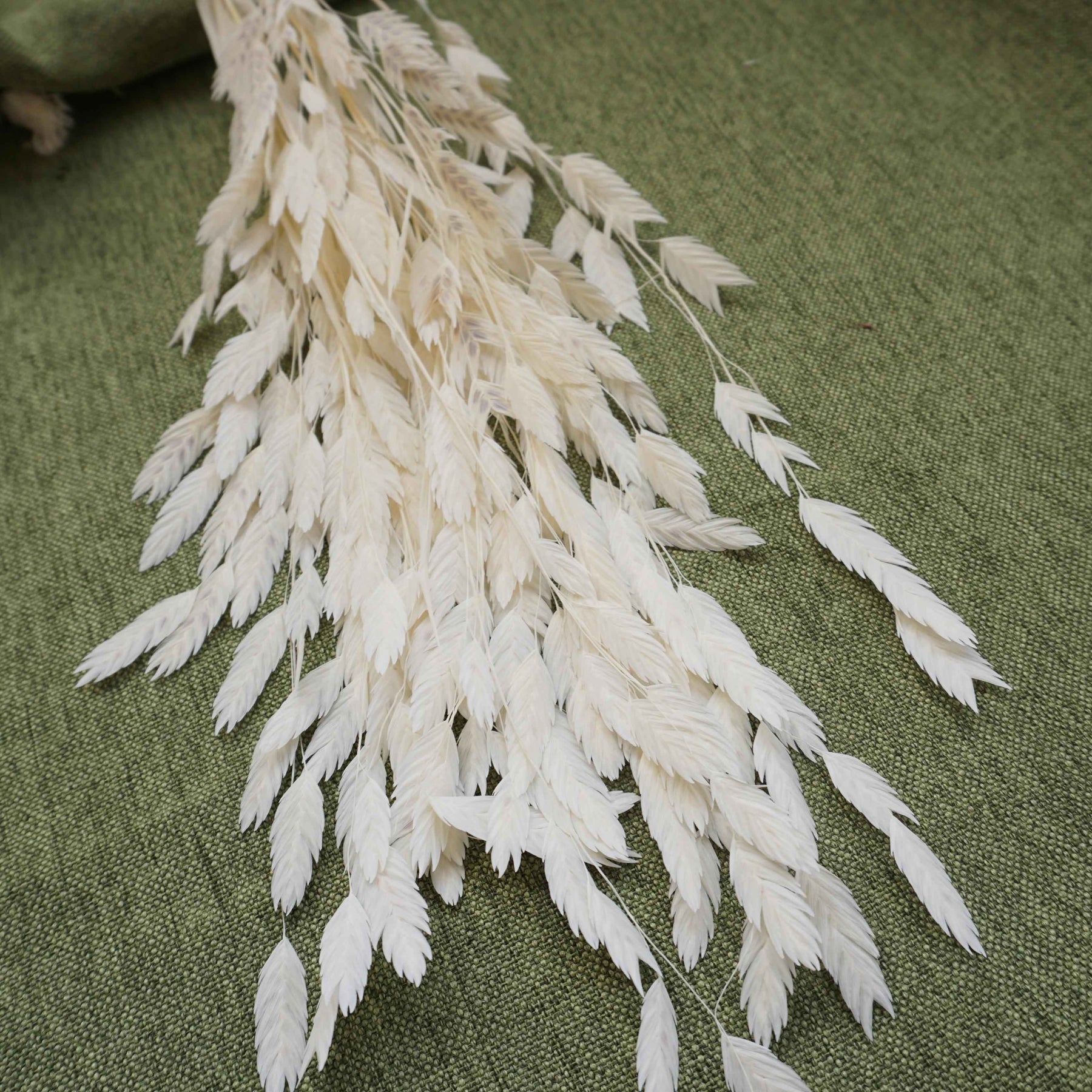 Chasmanthium latifolium，dried flower