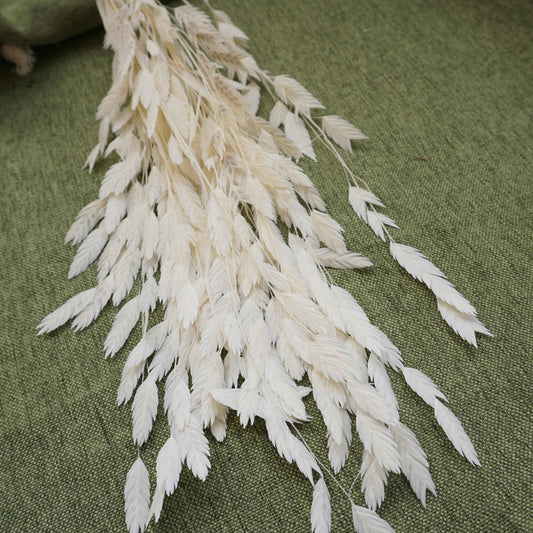 Chasmanthium latifolium，dried flower