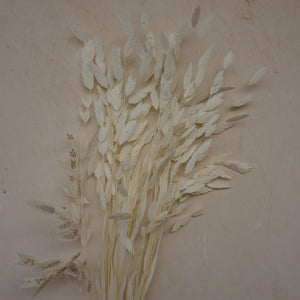 Chasmanthium latifolium，dried flower