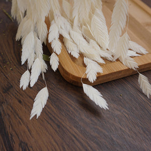 Chasmanthium latifolium，dried flower