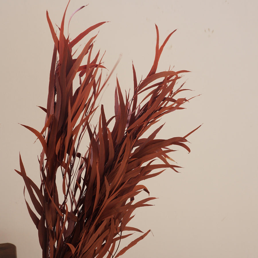 red color small eucalyptus