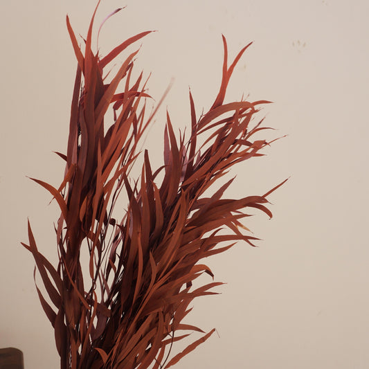 red color small eucalyptus