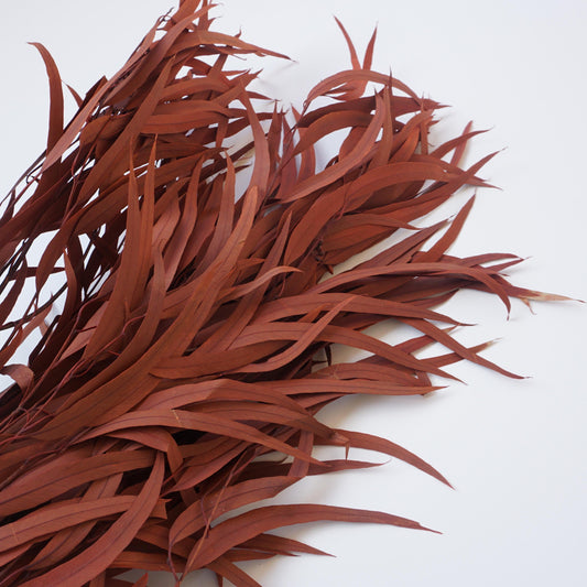 red color small eucalyptus