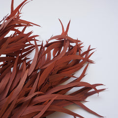red color small eucalyptus
