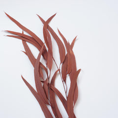 red color small eucalyptus