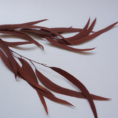 red color small eucalyptus