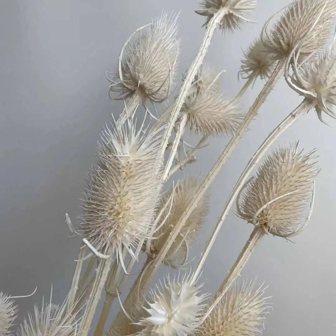 2023Most popular preserved dried Dipsacus & bleached thistle for home decor,wedding  celebration. -PAMPAS grass wholesale and dried flowers wholesale near me