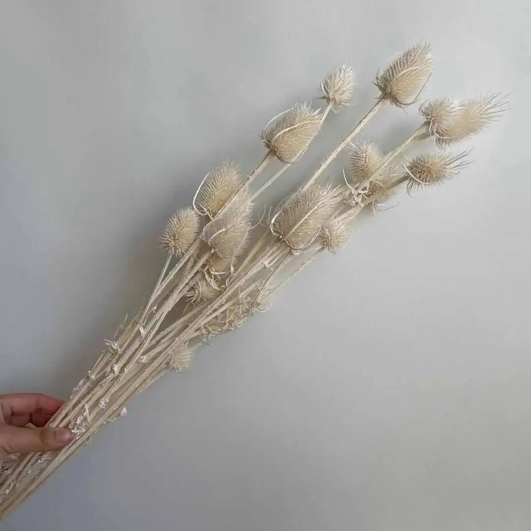 2023Most popular preserved dried Dipsacus & bleached thistle for home decor,wedding  celebration. -PAMPAS grass wholesale and dried flowers wholesale near me
