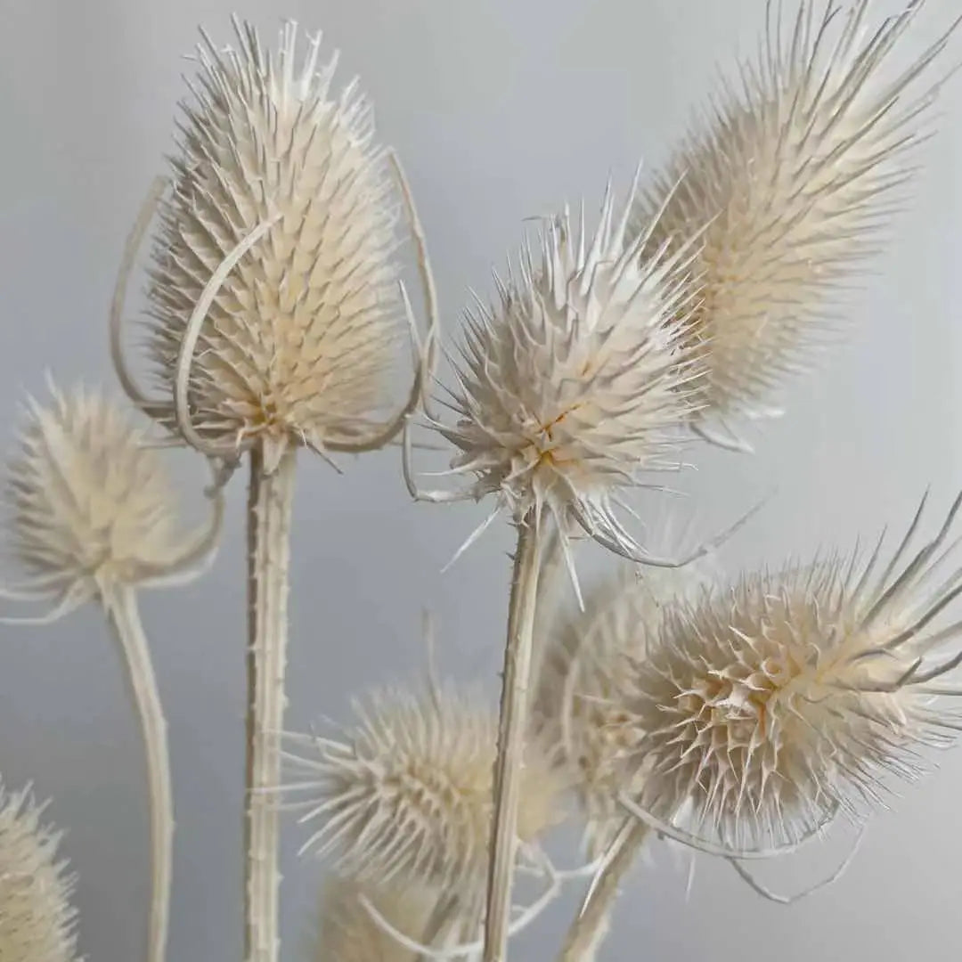 2023Most popular preserved dried Dipsacus & bleached thistle for home decor,wedding  celebration. -PAMPAS grass wholesale and dried flowers wholesale near me