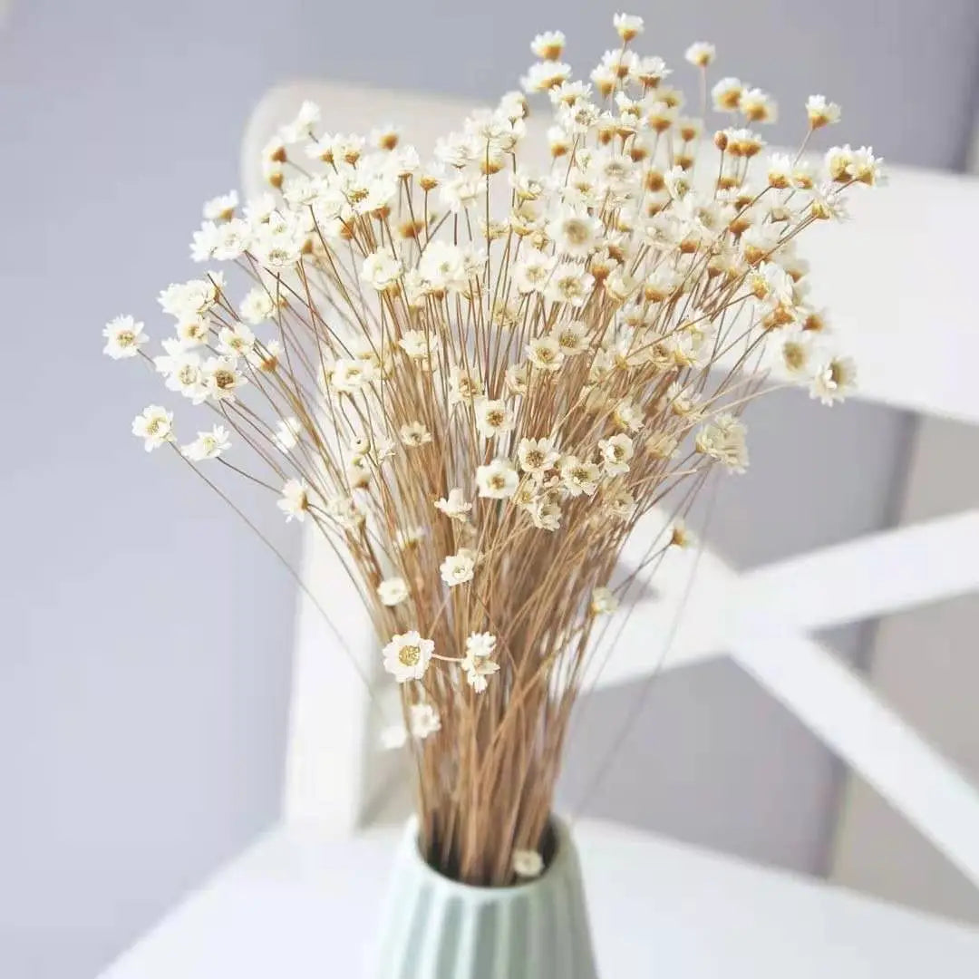 Wedding Dried Flower Arrangements Preserved Little Star Flower Dried Flowers Glixia -PAMPAS grass wholesale and dried flowers wholesale near me