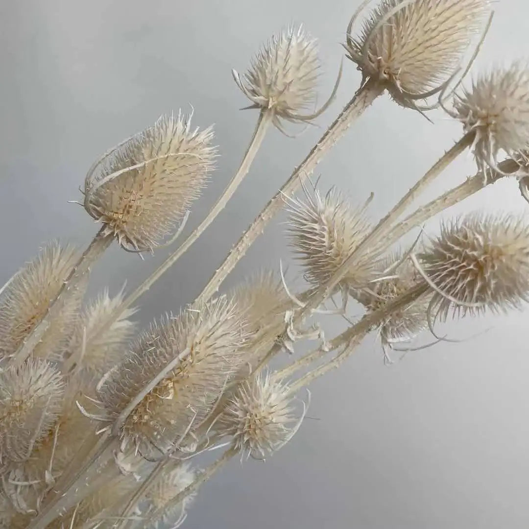 2023Most popular preserved dried Dipsacus & bleached thistle for home decor,wedding  celebration. -PAMPAS grass wholesale and dried flowers wholesale near me