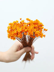 Wedding Dried Flower Arrangements Preserved Little Star Flower Dried Flowers Glixia -PAMPAS grass wholesale and dried flowers wholesale near me