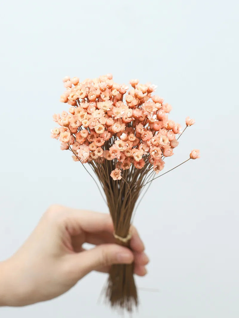 Wedding Dried Flower Arrangements Preserved Little Star Flower Dried Flowers Glixia -PAMPAS grass wholesale and dried flowers wholesale near me