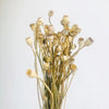 2023  Hot Selling Dry Flowers Corn Poppy Flower Pods For Home/Wedding Decoration Flowers -PAMPAS grass wholesale and dried flowers wholesale near me