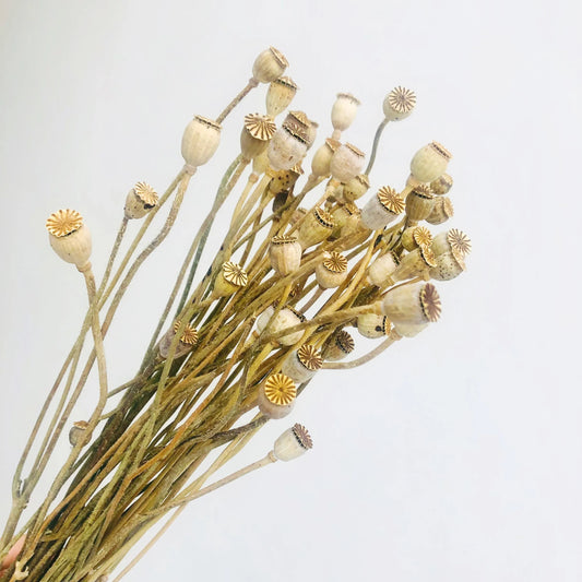 2023  Hot Selling Dry Flowers Corn Poppy Flower Pods For Home/Wedding Decoration Flowers -PAMPAS grass wholesale and dried flowers wholesale near me