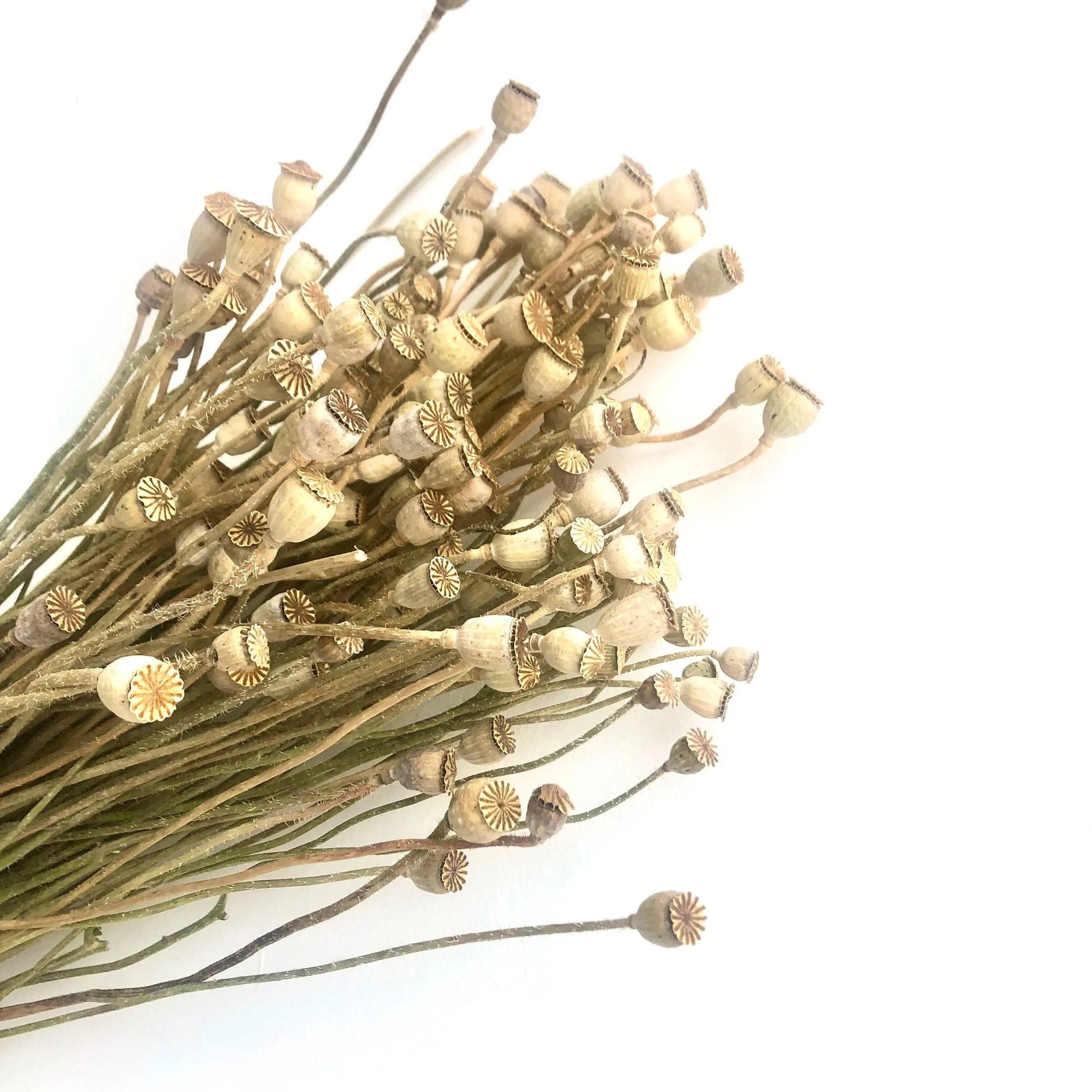 2023  Hot Selling Dry Flowers Corn Poppy Flower Pods For Home/Wedding Decoration Flowers -PAMPAS grass wholesale and dried flowers wholesale near me