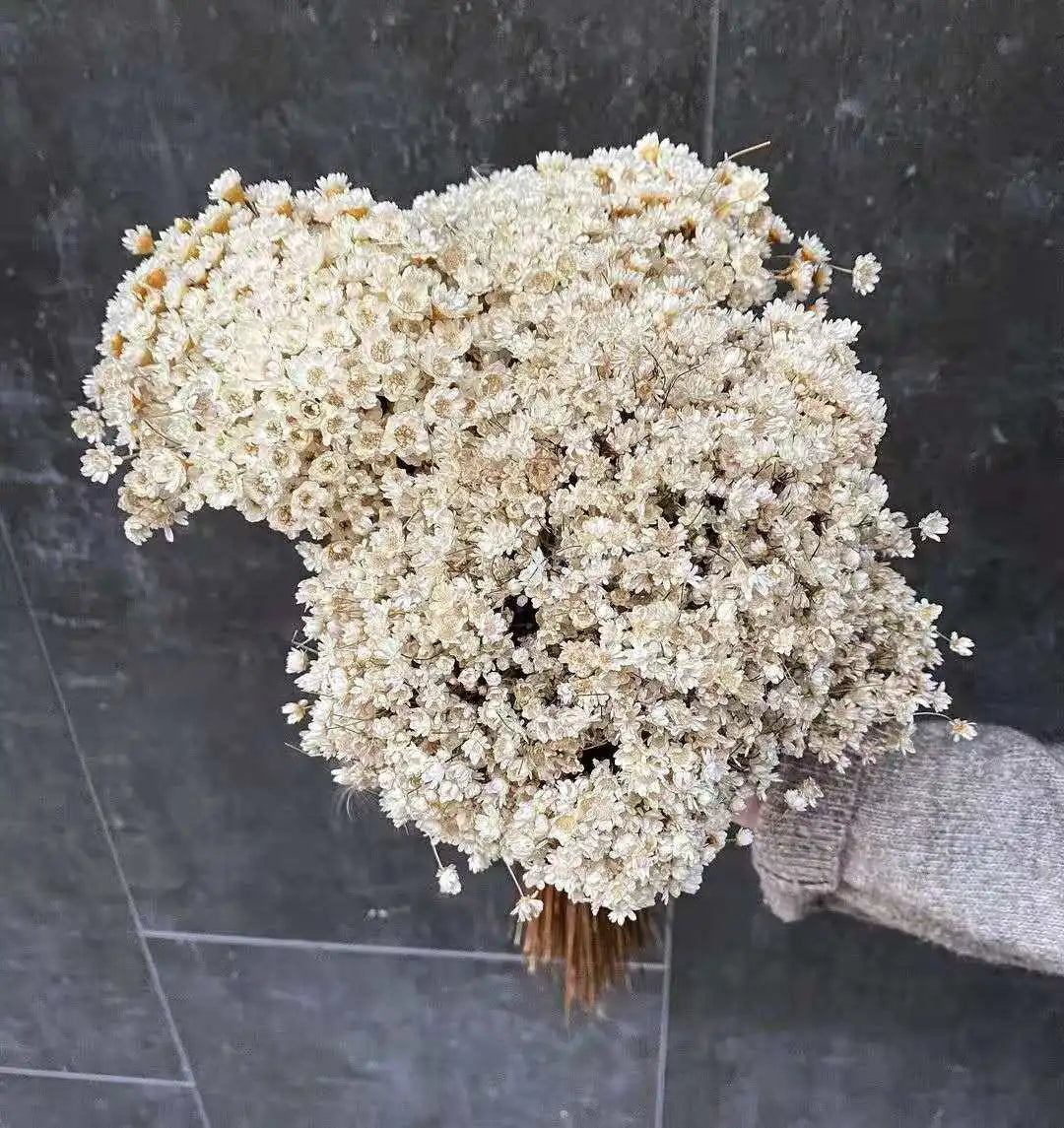 Wedding Dried Flower Arrangements Preserved Little Star Flower Dried Flowers Glixia -PAMPAS grass wholesale and dried flowers wholesale near me
