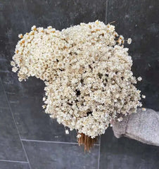Wedding Dried Flower Arrangements Preserved Little Star Flower Dried Flowers Glixia -PAMPAS grass wholesale and dried flowers wholesale near me