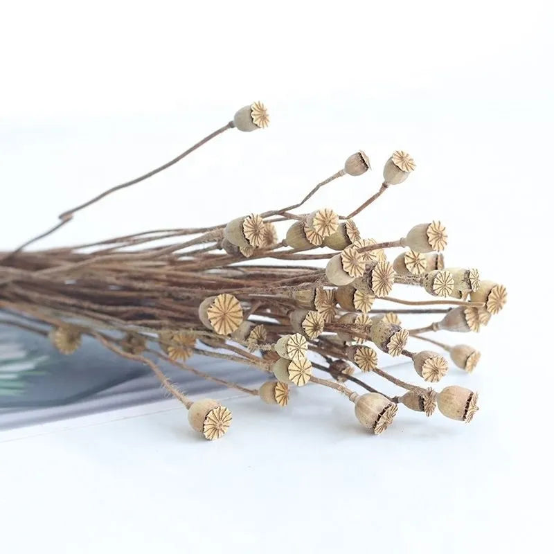 2023  Hot Selling Dry Flowers Corn Poppy Flower Pods For Home/Wedding Decoration Flowers -PAMPAS grass wholesale and dried flowers wholesale near me