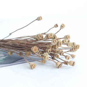 2023  Hot Selling Dry Flowers Corn Poppy Flower Pods For Home/Wedding Decoration Flowers -PAMPAS grass wholesale and dried flowers wholesale near me