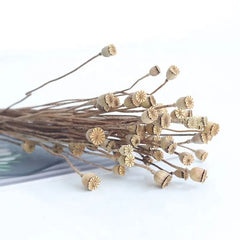 2023  Hot Selling Dry Flowers Corn Poppy Flower Pods For Home/Wedding Decoration Flowers -PAMPAS grass wholesale and dried flowers wholesale near me