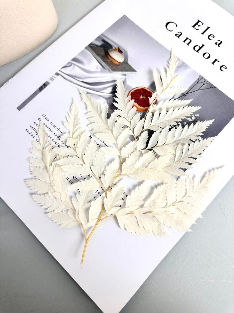 10PCS Dry Natural Fresh Preserved Plant,Eternal Dried Grass,Forever Flowers Leaves For DIY Home Decorative Flower Bouquet wholesale -PAMPAS grass wholesale and dried flowers wholesale near me