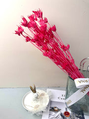 Star anise bleached dried flower, wedding decoration, home decoration, dried flower, flower arrangement, wedding flower. -PAMPAS grass wholesale and dried flowers wholesale near me
