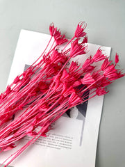 Star anise bleached dried flower, wedding decoration, home decoration, dried flower, flower arrangement, wedding flower. -PAMPAS grass wholesale and dried flowers wholesale near me