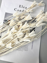 Star anise bleached dried flower, wedding decoration, home decoration, dried flower, flower arrangement, wedding flower. -PAMPAS grass wholesale and dried flowers wholesale near me