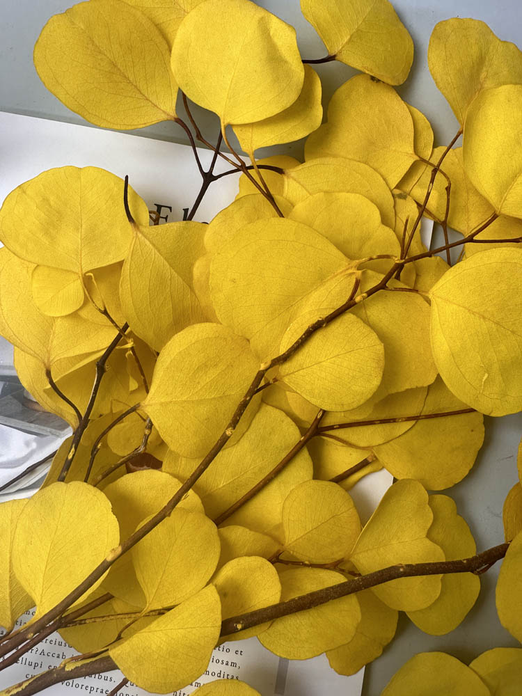 Immortal apple leaves, indoor flower arrangement, wedding dried flower,wholesale natural flower. -PAMPAS grass wholesale and dried flowers wholesale near me