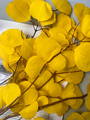 Immortal apple leaves, indoor flower arrangement, wedding dried flower,wholesale natural flower. -PAMPAS grass wholesale and dried flowers wholesale near me