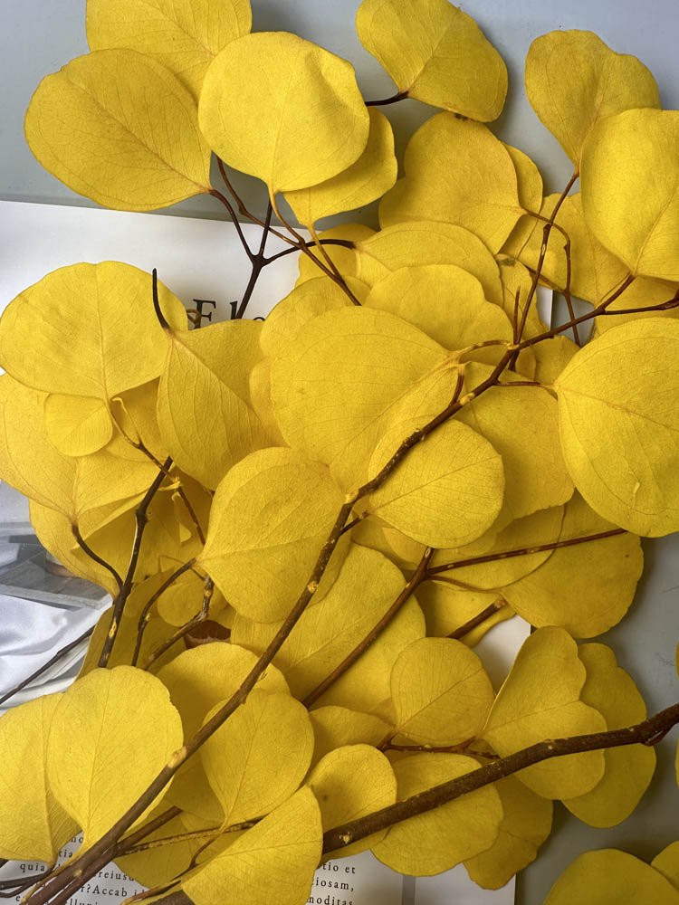 Immortal apple leaves, indoor flower arrangement, wedding dried flower,wholesale natural flower. -PAMPAS grass wholesale and dried flowers wholesale near me