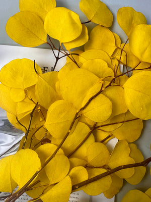 Immortal apple leaves, indoor flower arrangement, wedding dried flower,wholesale natural flower. -PAMPAS grass wholesale and dried flowers wholesale near me