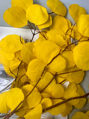 Immortal apple leaves, indoor flower arrangement, wedding dried flower,wholesale natural flower. -PAMPAS grass wholesale and dried flowers wholesale near me