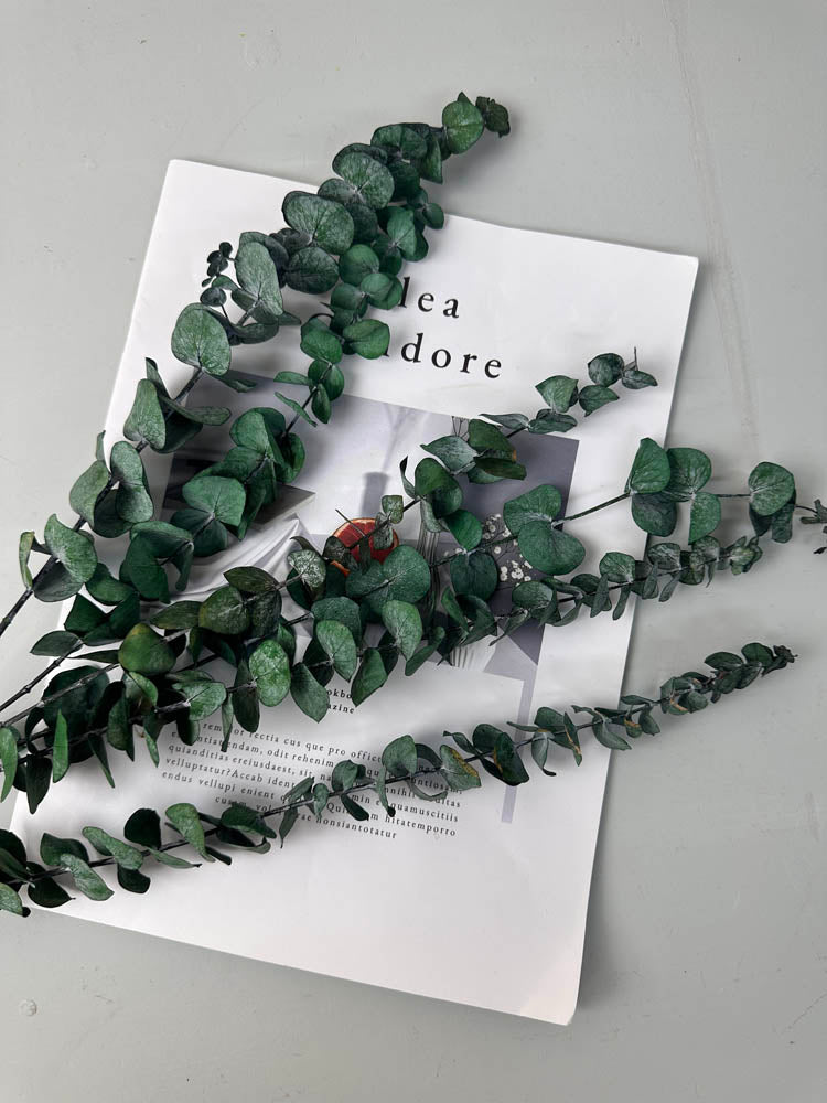 10 Stems High Quality Preserved Green Eucalyptus, DIY Flower Arrangement, Home Wedding Anniversary Decoration -PAMPAS grass wholesale and dried flowers wholesale near me
