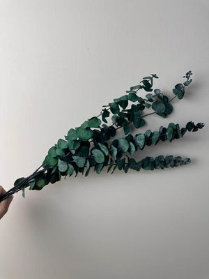 10 Stems High Quality Preserved Green Eucalyptus, DIY Flower Arrangement, Home Wedding Anniversary Decoration -PAMPAS grass wholesale and dried flowers wholesale near me