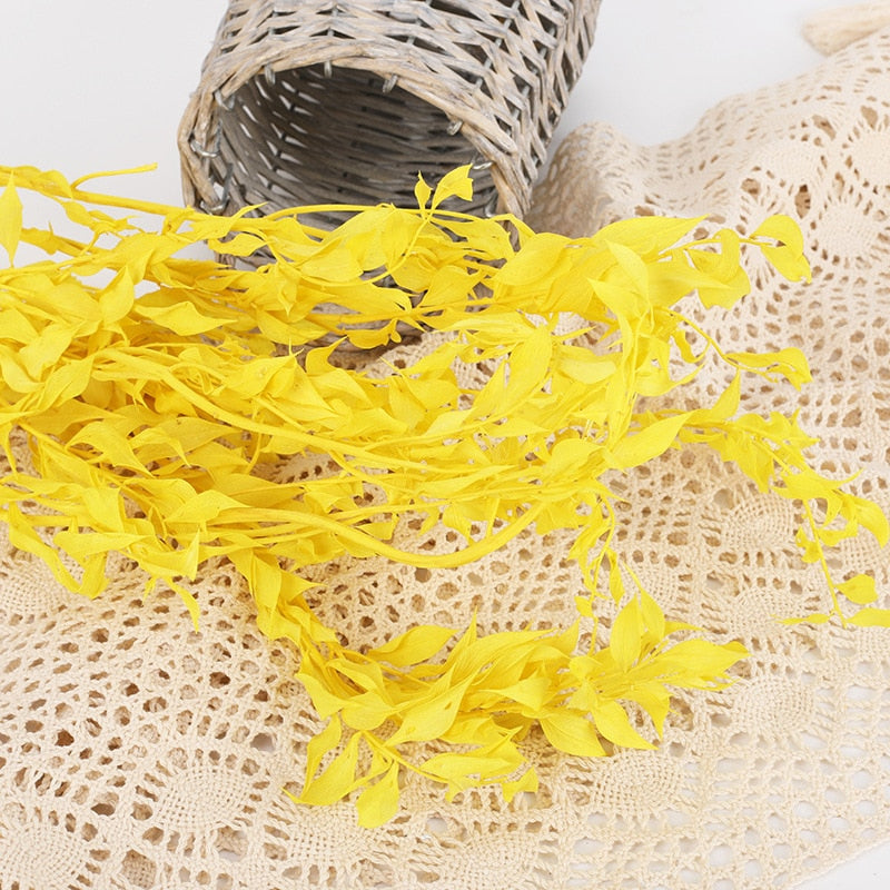 50g Dried Natural Ruscus Leaves Wedding Arrangement Decoration Natural Flowers Dry White Grass Bouquet Home Living Room  Decor. -PAMPAS grass wholesale and dried flowers wholesale near me