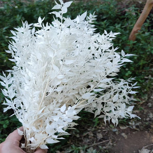 50g Dried Natural Ruscus Leaves Wedding Arrangement Decoration Natural Flowers Dry White Grass Bouquet Home Living Room  Decor. -PAMPAS grass wholesale and dried flowers wholesale near me