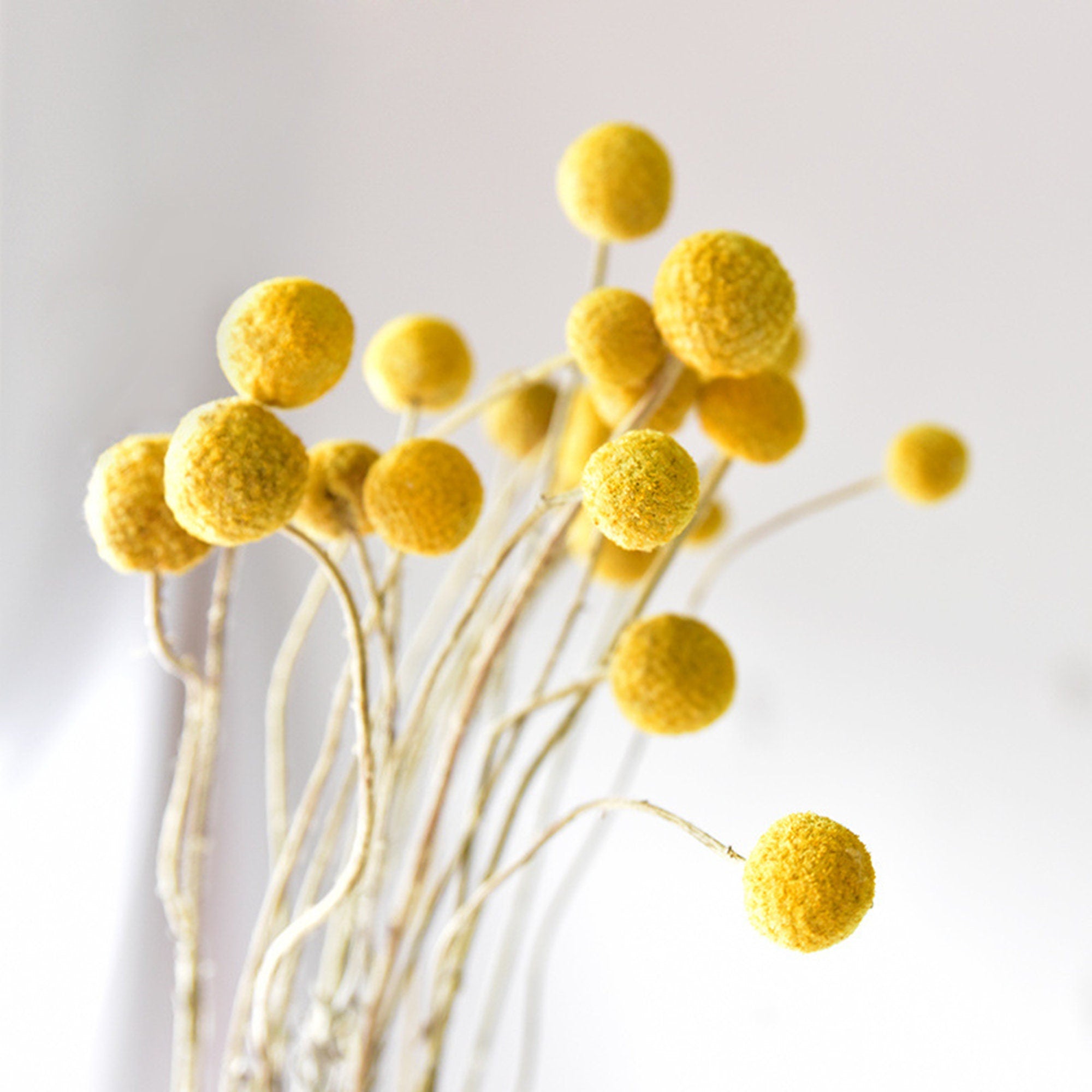 yellow billy ball| pampas grass wholesale | dried flowers wholesale,home decoration,Christmas,Wedding Celebration -PAMPAS grass wholesale and dried flowers wholesale near me