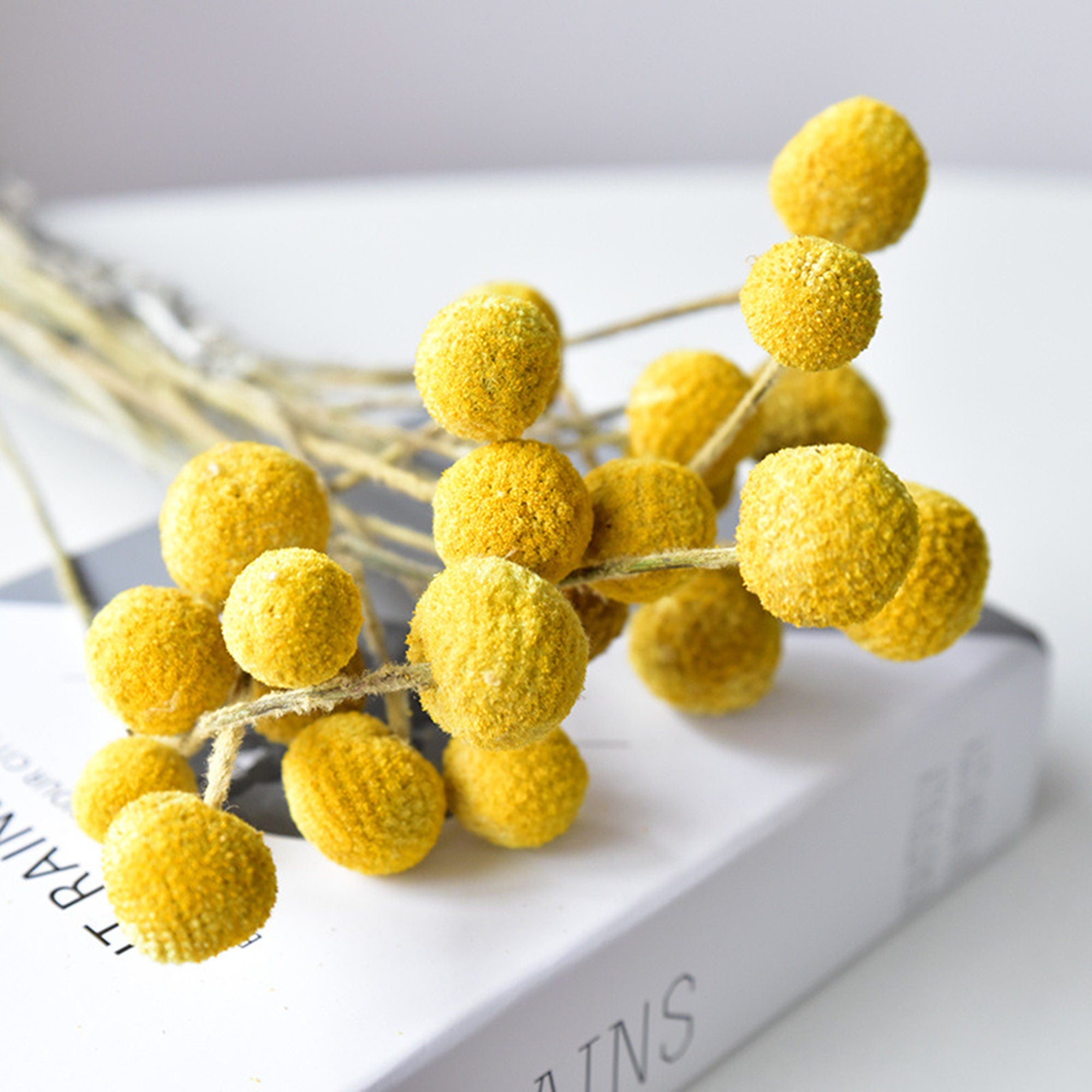 yellow billy ball| pampas grass wholesale | dried flowers wholesale,home decoration,Christmas,Wedding Celebration -PAMPAS grass wholesale and dried flowers wholesale near me