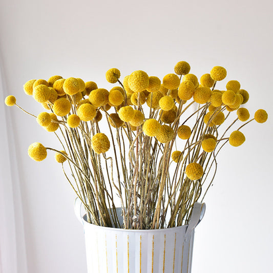 yellow billy ball| pampas grass wholesale | dried flowers wholesale,home decoration,Christmas,Wedding Celebration -PAMPAS grass wholesale and dried flowers wholesale near me